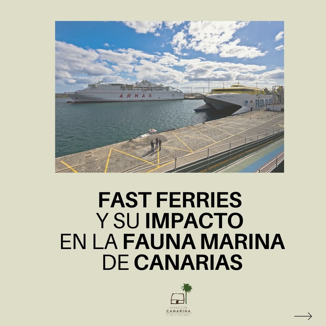 FundacCanarina's tweet photo. Hablemos de una de las amenazas de la #biodiversidad marina en #Canarias:
#fastferries y su impacto en la fauna marina de nuestros mares 🐋 https://t.co/wF8ThFGBUz