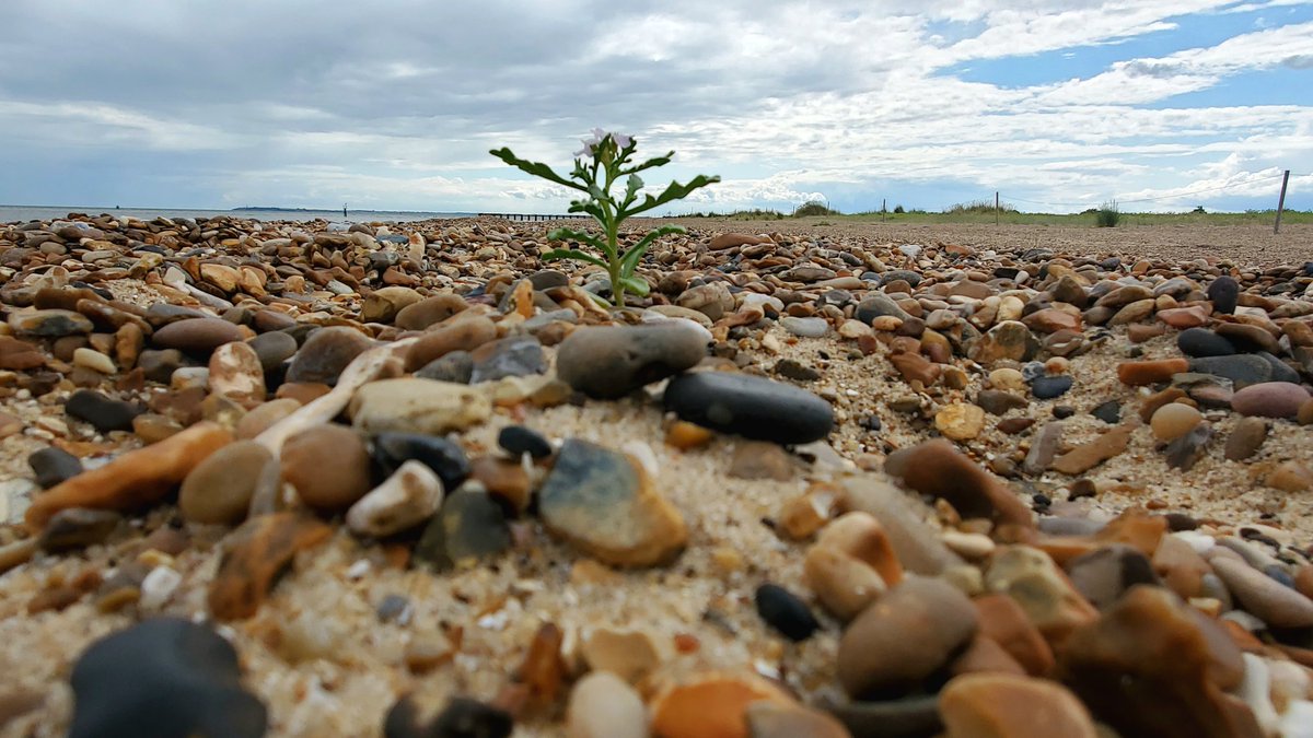GellAndy's tweet photo. Nature's tenacity.
The beach at #Landguard #Suffolk @landguardranger https://t.co/O1wsJ15I0g