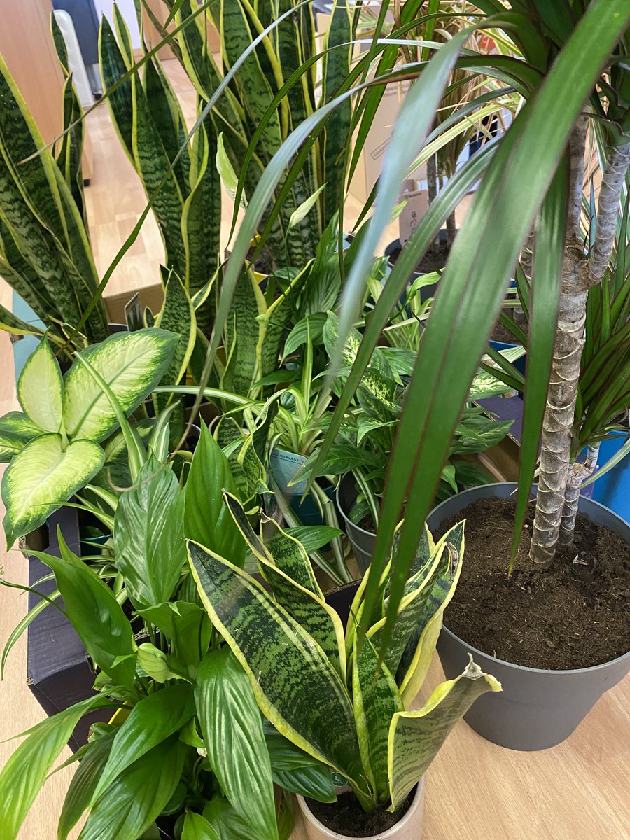Geda_Const's tweet image. We have added a splash of green into our office spaces and site huts with some new desk-friendly plants. Our employees are very pleased with the new additions to their desks, especially our Environmental Officer, Sarah!

#ThinkCreative #ThinkGEDA #EmbraceBiodiversity