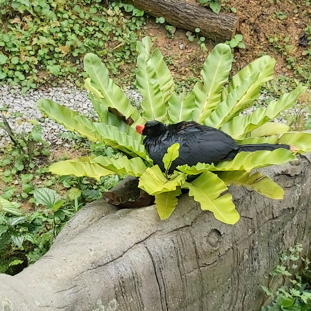 Hummingmoth's tweet image. Bird snoozing alone in salad