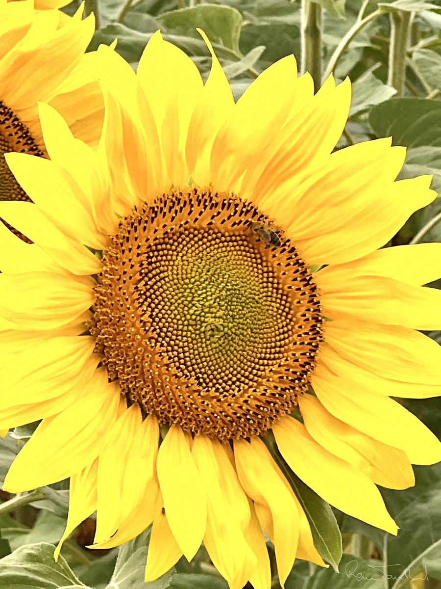 ReneTombarel's tweet photo. Vous préférez la lavande ou les tournesols ? J’ai beaucoup de mal à me prononcer. J’ai eu plus de mal à trouver un champ de tournesols que de lavande #CotedAzurFrance @VisitCotedazur https://t.co/tIx165EfLb