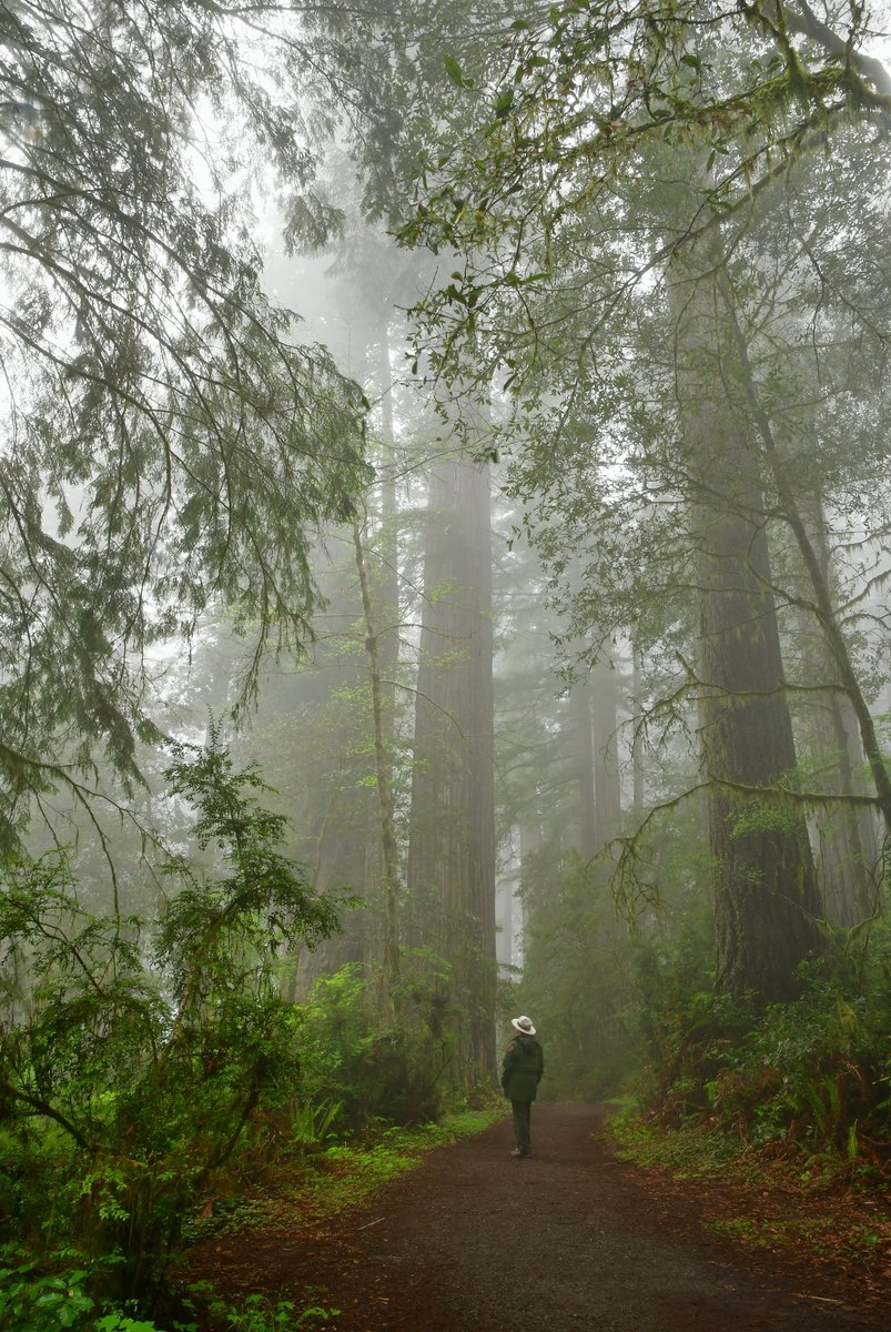 A ranger walks on Lady Bird Johnson Grove Trail, Redwood National Park.
📸 : NPS/John Chao