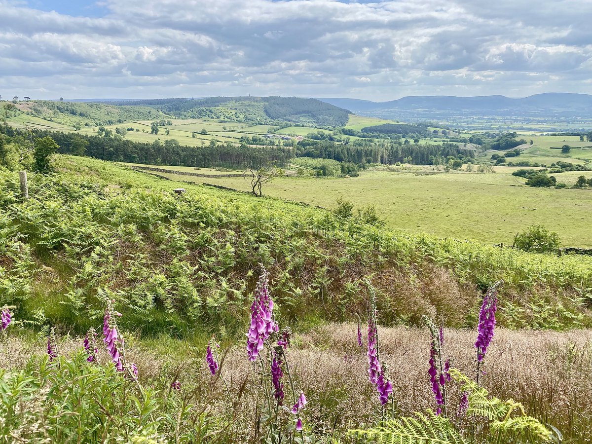 NickyJohnsonNY's tweet photo. Wishing you a happy Thursday from North Yorkshire 😊 https://t.co/GETvKfkfrH