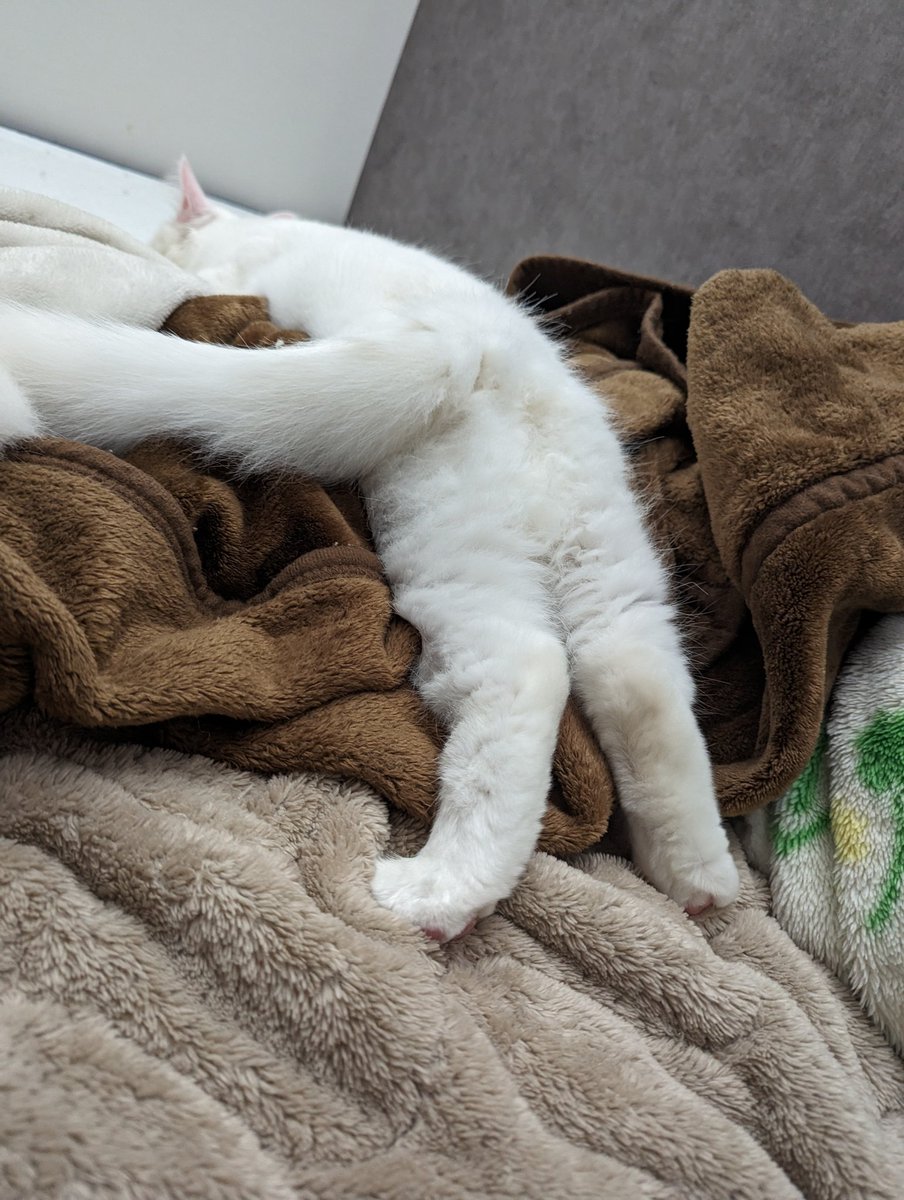 PeRoTaRu0425's tweet photo. ぬこ…
のびてる🤣

#ねこのいる幸せ #ねこのいやし #猫好きさんと繋がりたい https://t.co/sKhE72f6w8