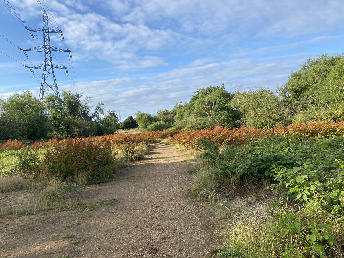 GarfieldWandle's tweet photo. I love the beauty of this bitter dock forest in bloom in the Wandle Meadows Nature Park. https://t.co/Fj9PJUGbGN