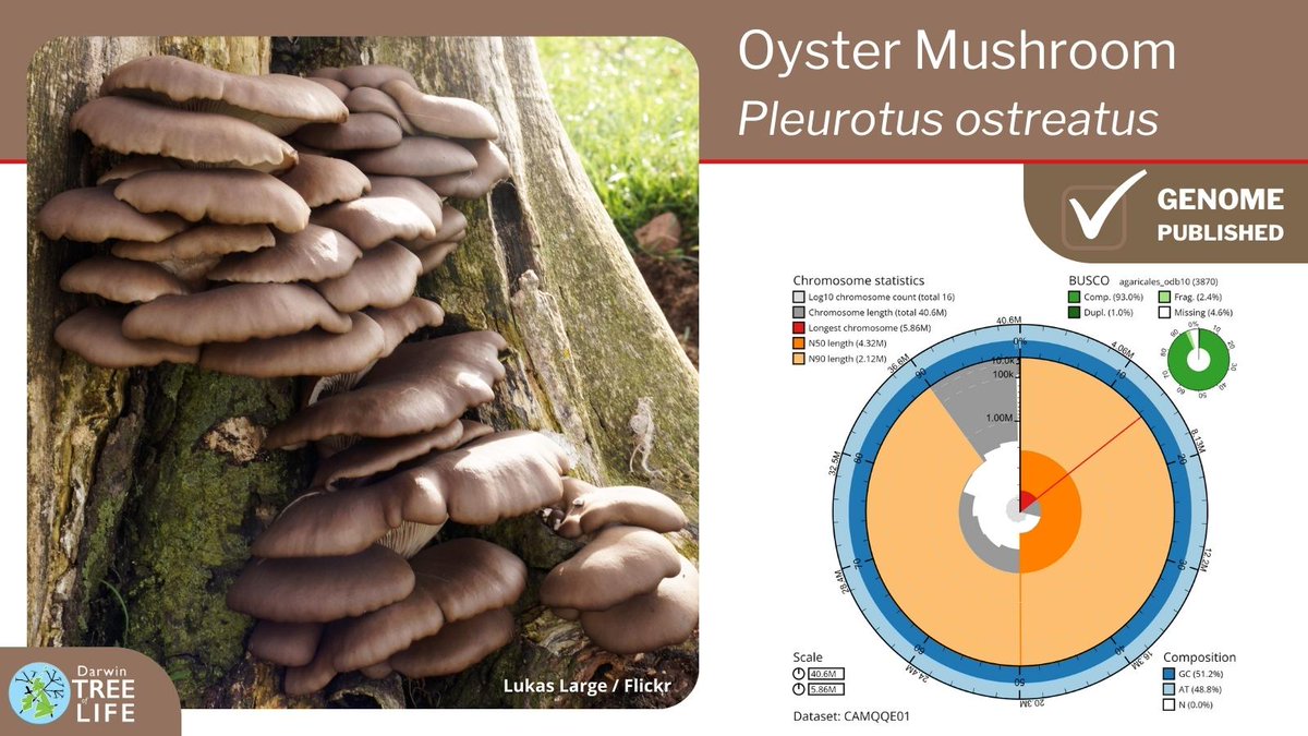 darwintreelife's tweet image. Our latest #DarwinTreeOfLife #GenomeNote: the Oyster Mushroom 🍄 (Pleurotus ostreatus)

Thanks to @ForeverFungi Kieran Woof @KewMycology @KewScience @SangerToL and all who helped generate this #genome🧬

📑Read how we did it @WellcomeOpenRes:
wellcomeopenresearch.org/articles/8-277