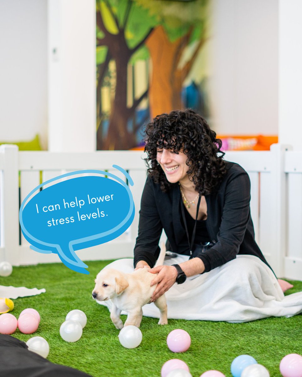 We welcomed @PawsInWork to the London Kingdom 👑 Studies prove that spending time with pups boosts morale, reduces stress, fosters social interaction, and creates a positive work environment. Swipe to see the joy these wagging tails and wet noses bring! 🐶💼 #LifeAtKing…