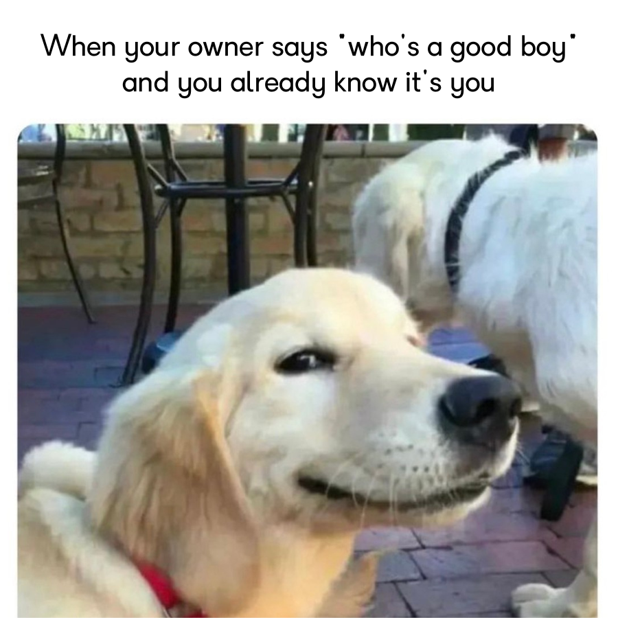 Pawsionate tweet media