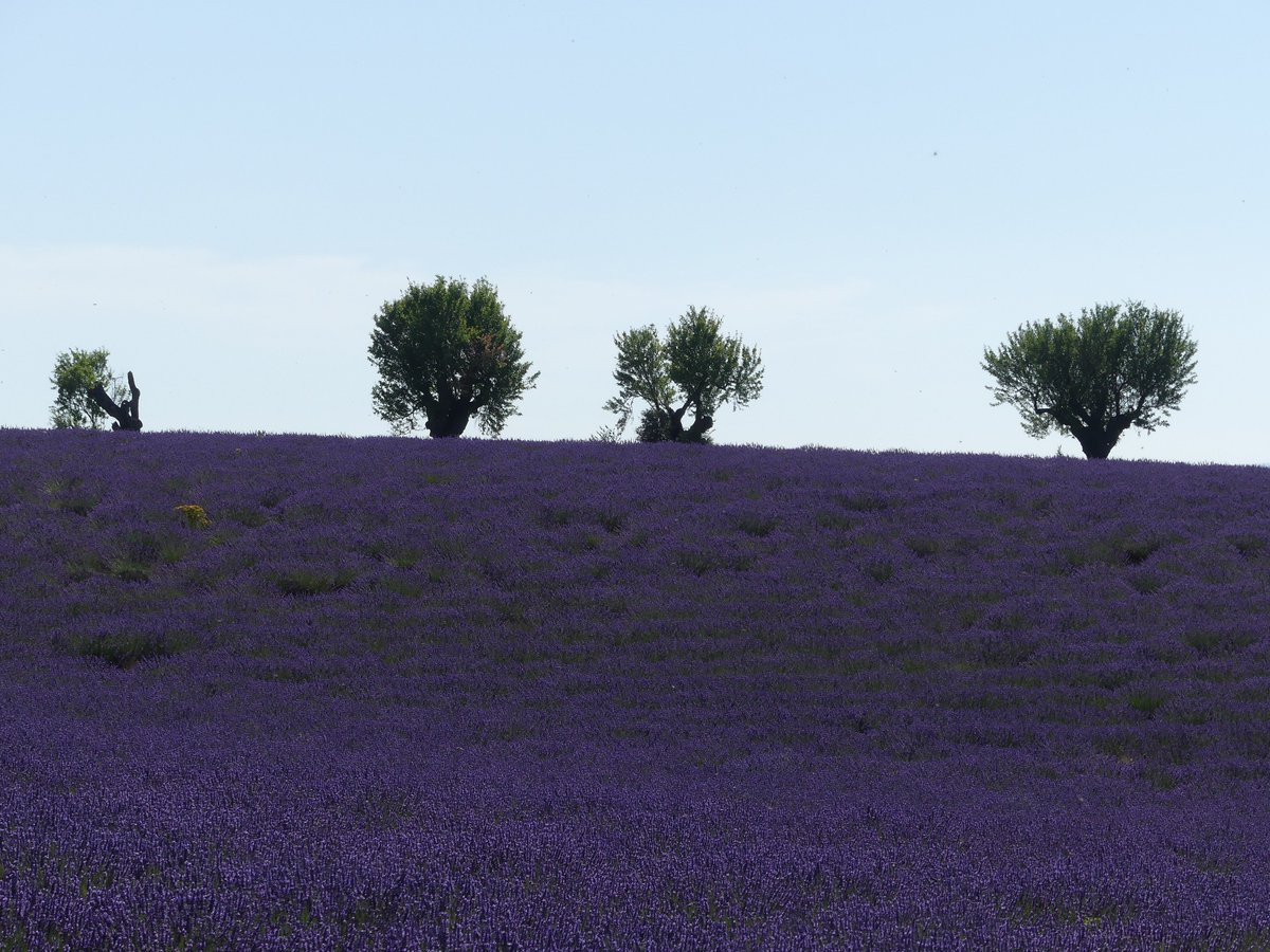 AlexandraGelber's tweet photo. Les lavandes du plateau de #Valensole sont en pleine floraison. Elles offrent un spectacle unique à découvrir, cependant, il ne faut pas oublier que celui-ci résulte du travail des agriculteurs et qu'il faut le respecter car c'est leur source de revenus 🙃😊.  
#agriculture https://t.co/QTonS0IeXc