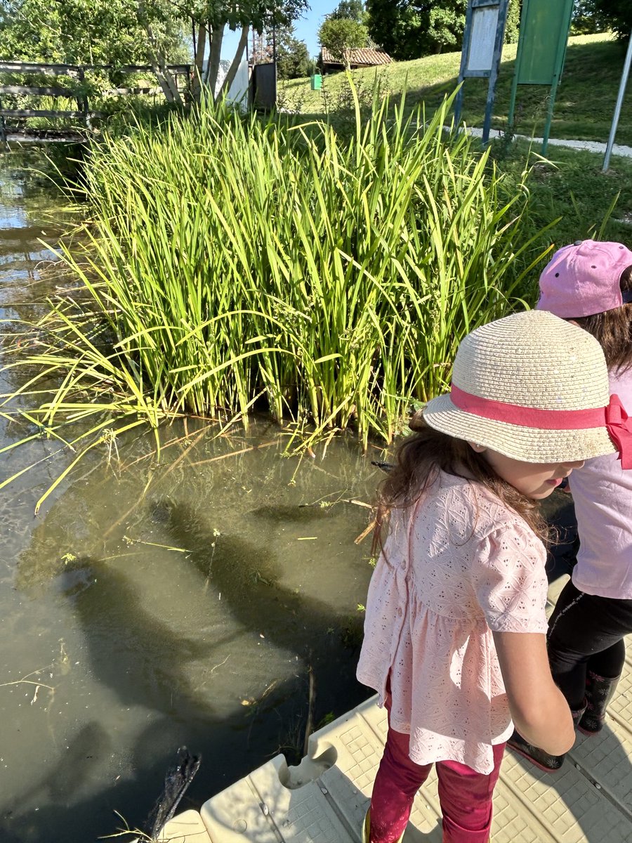 Dernière sortie de l’année pour conclure notre travail sur le milieu aquatique ⁦@IenBar⁩ @dsden55