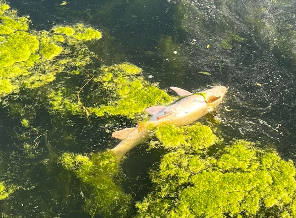 HerefordshireWT's tweet photo. Over the last few weeks, we’ve asked @Tesco @Sainsburys & @marksandspencer to get serious about cleaning up their supply chain and tackling river pollution.
Help us to keep campaigning: https://t.co/OeUd4C1mXo
#SaveTheWye #RecoverOurRivers https://t.co/JNZwzf4kOz