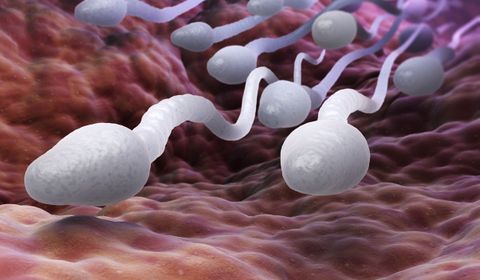 Chaque spermatozoïde transporte une quantité d'ADN qui représente environ 37,5 MB de données, donc une éjaculation normale équivaut à 15 875 Go d'informations génétiques transmises en moins de 3 secondes, ce qui veut dire que votre éjaculation est plus rapide que la 5g messieurs.
