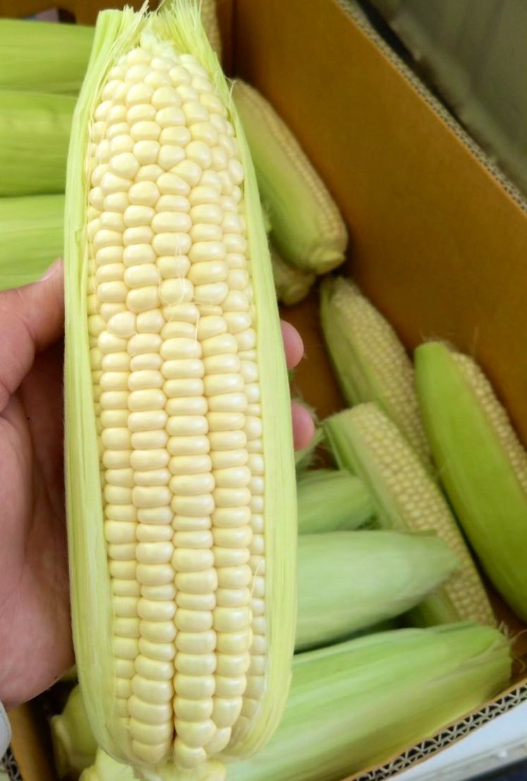 うちのイトコが
小さい農家だけど１つ１つ心込めて作ってるよ☺️❤️

生で食べれちゃうスイートコーン🌽
甘くて美味しいの🥺
しかも白くて珍しい！

発送もしてるから、
もし興味ある方、是非DM下さい😚❤️ https://t.co/f5a3Bk146M