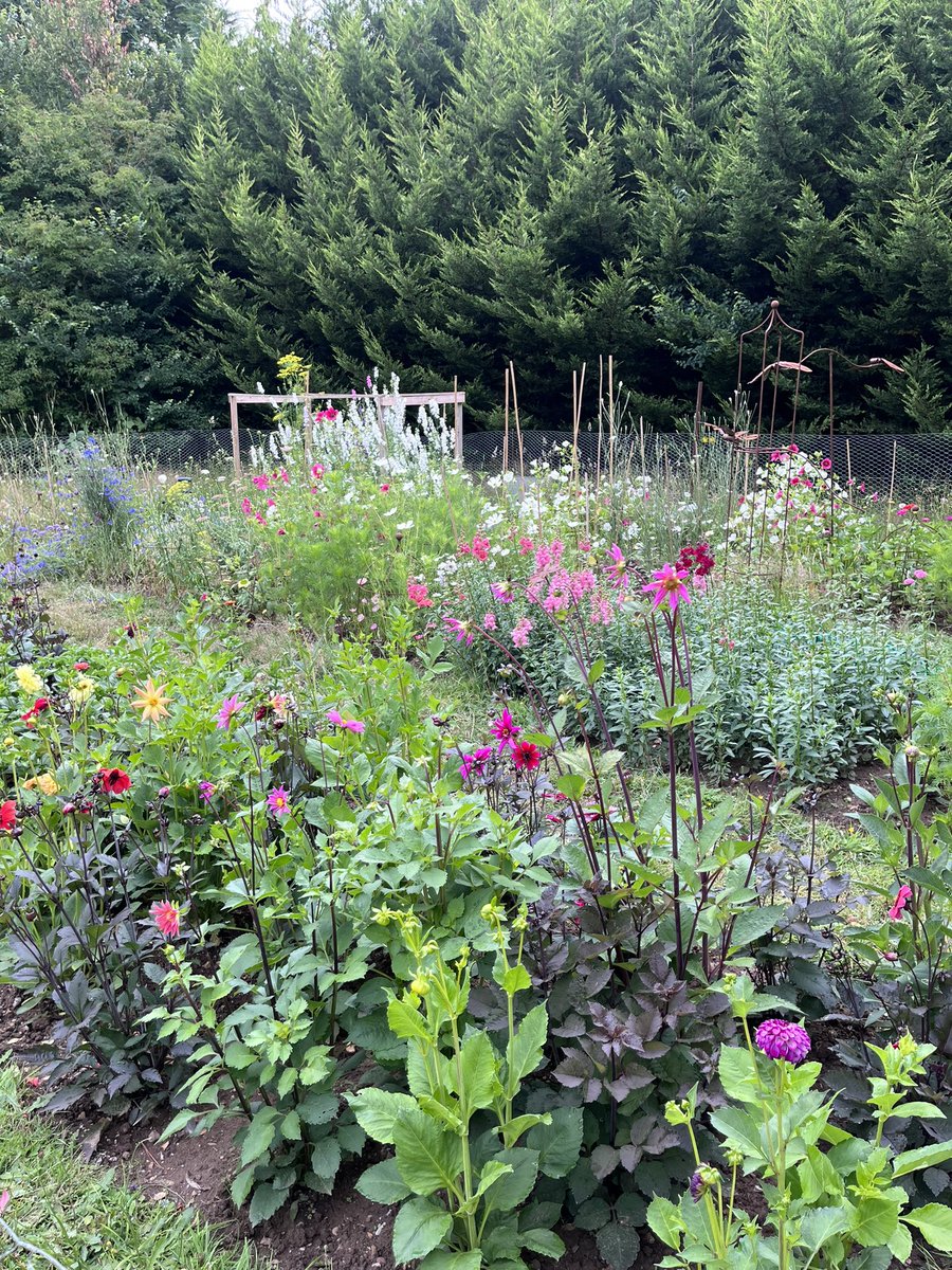 Cutting patch today.
Nature is amazing! Bare earth to this, in the space of just a few months… 

BTW just joined ‘threads’ anyone else in the gardening world going to give it a go? 🙄🌸🙄