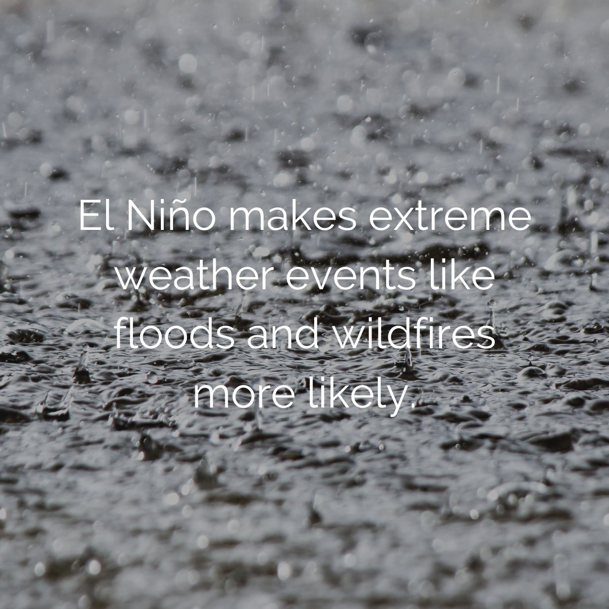 Deep Branch tweet media