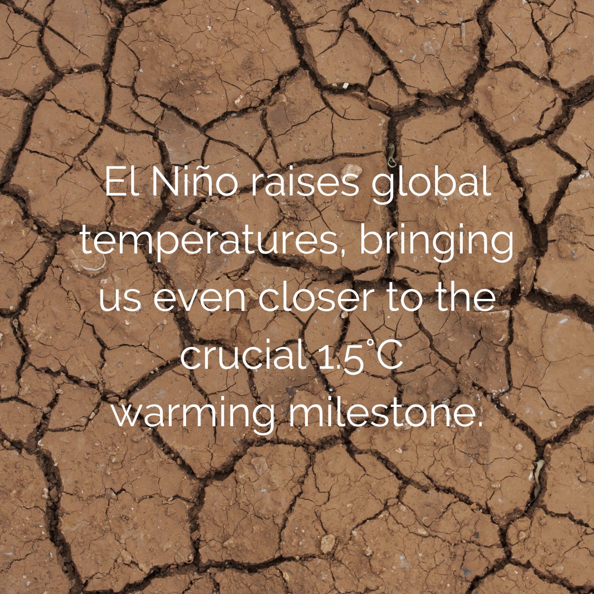 Deep Branch tweet media