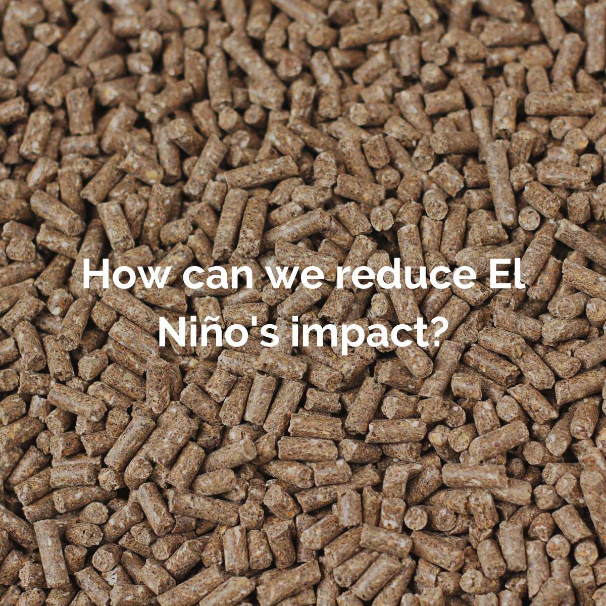 Deep Branch tweet media