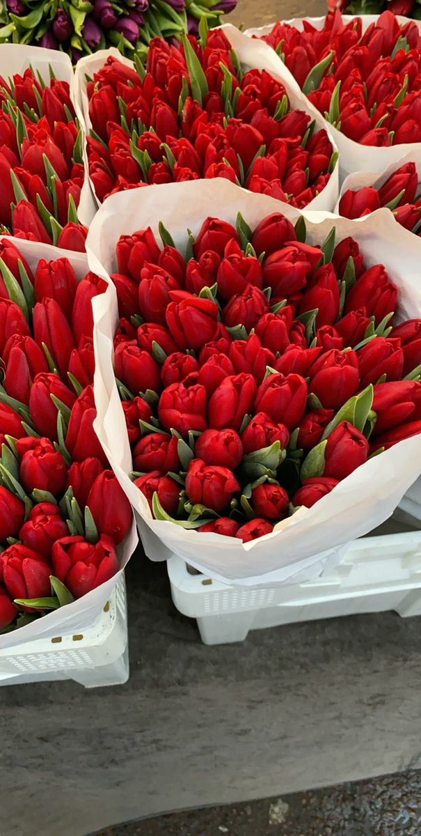 tulips