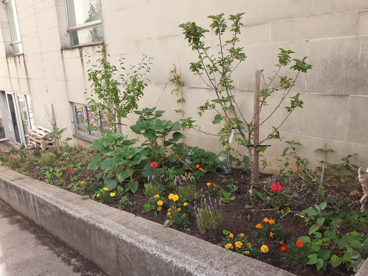 PrimaryBristol's tweet photo. Well done to Years 3 and 4 gardening club members who helped to transform a neglected space into a beautiful bee paradise. Thanks to @JustPlants for the donations and to Mr Withers for the bug hotel! https://t.co/MOd12oKZie