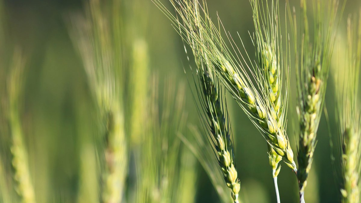 @BBSRC funding to advance fundamental research into developing long-lasting broad root disease resistance in barley based on removing a gene in barley that is essential for pathogen entry and establishment. Awarded to @dromius @BrummSabine at @slcuplants
➡️bit.ly/SCARproteins