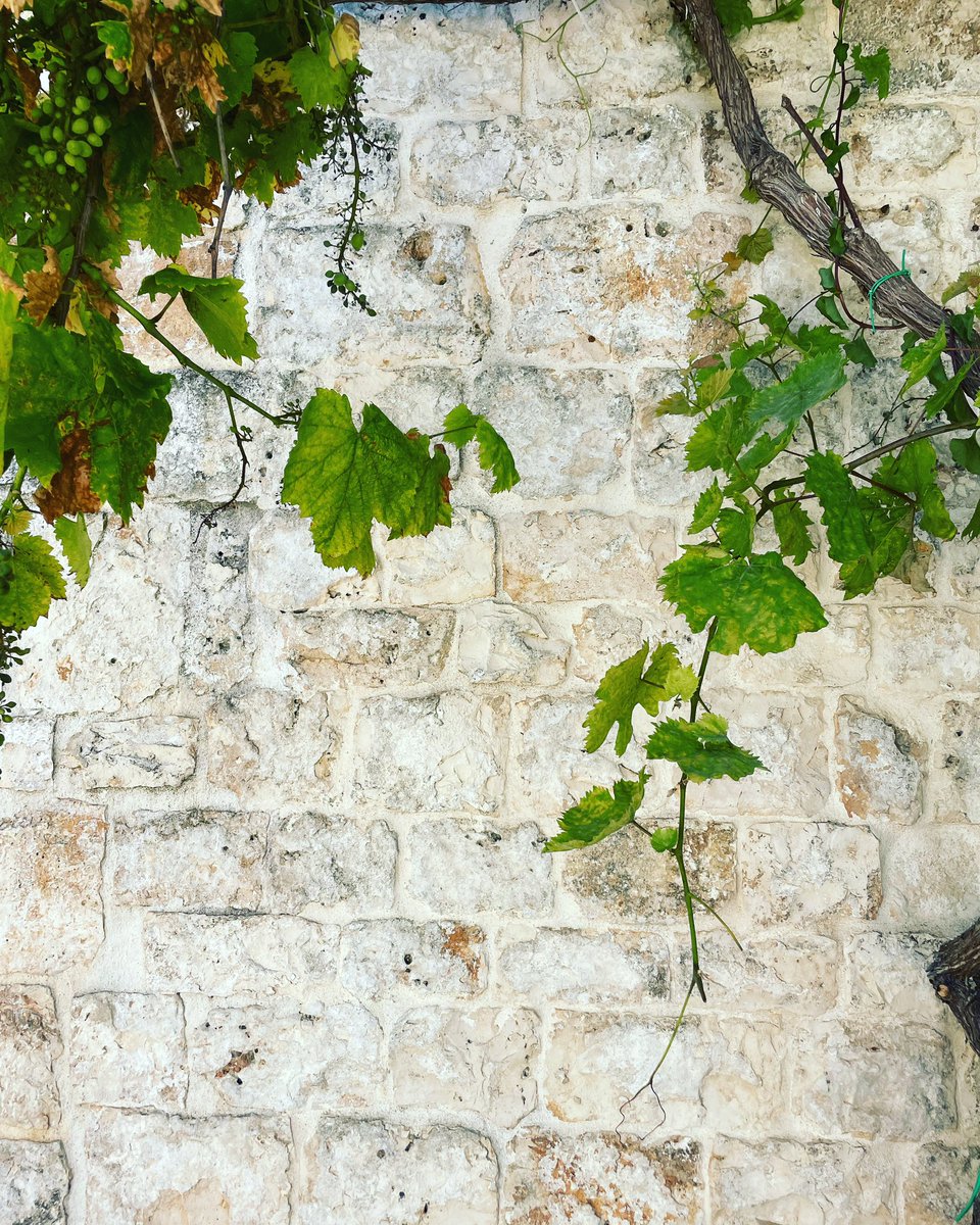 lemoredinella's tweet photo. Estate 🍇

#puglia #weareinpuglia https://t.co/KtPDPxfyne