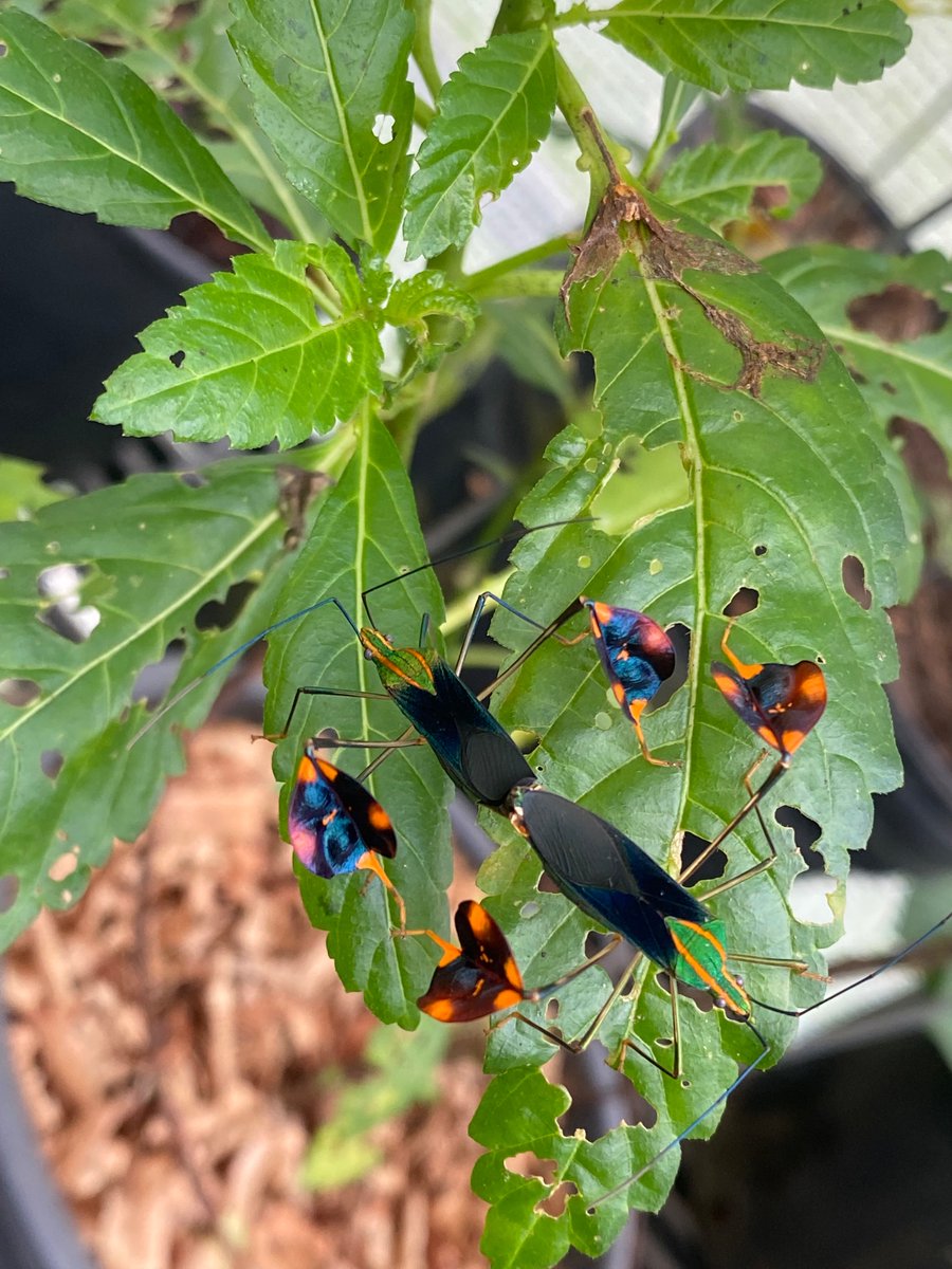 ummat_s's tweet photo. Bugs are doing well in the bug hut! https://t.co/xdmbSLjK9v