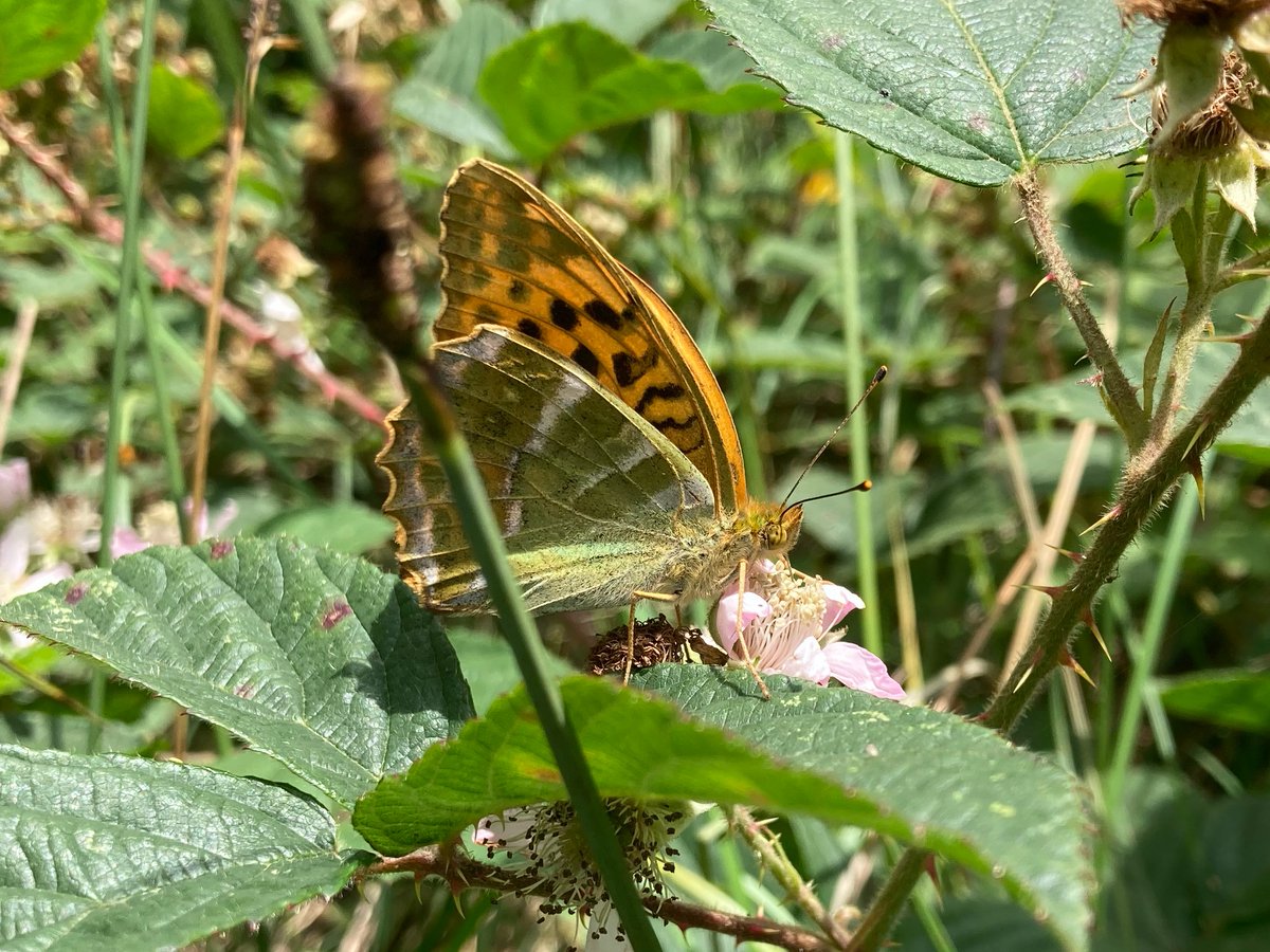 Great to see Silver-washed Fritillaries at Lullymore West this week. Distinguished from Dark Green Fritillaries by the silver streaks on the underwing, these large butterflies may be seen feeding on bramble and other flowers in woodland clearings and margins from July-September.