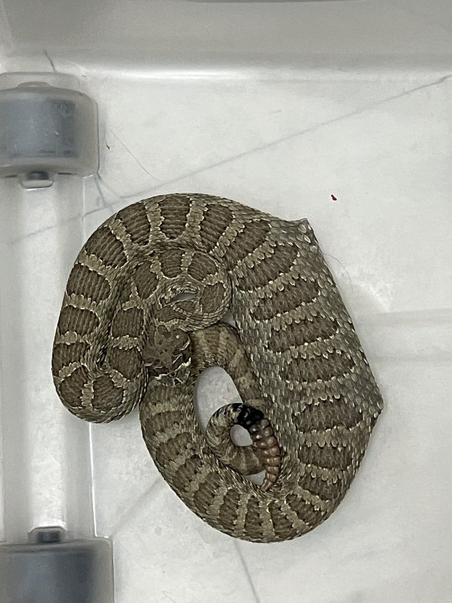 What did this prairie rattlesnake eat? 📷 Cottonwood Rehab in Espanola, New Mexico