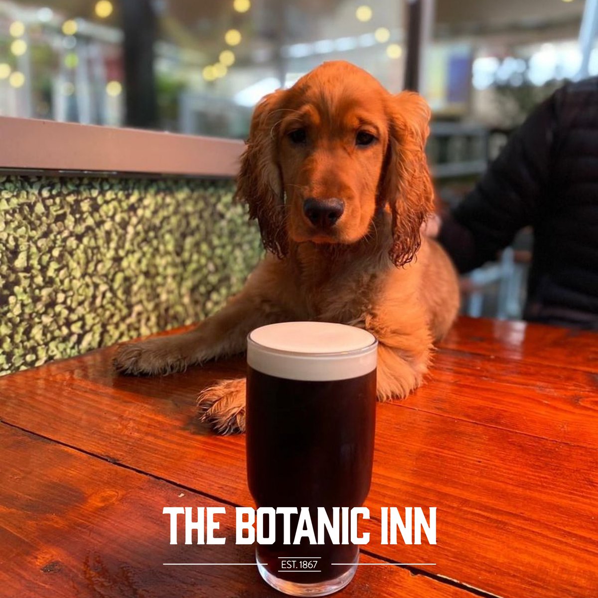 The Botanic Inn tweet media