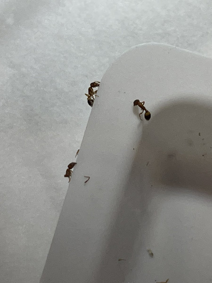 Chris Pull (@chris_pull) on Twitter photo Weird observation...these ants look like they're doing the biting death grip seen in "zombie" ants and they have an unusual, globular like fungus growth on them. <a href="/CharissaB/">Charissa burns</a>/<a href="/another_ant_guy/">Biplabendu (BILLU) Das</a>? Weird observation...these ants look like they're doing the biting death grip seen in "zombie" ants and they have an unusual, globular like fungus growth on them. <a href="/CharissaB/">Charissa burns</a>/<a href="/another_ant_guy/">Biplabendu (BILLU) Das</a>?