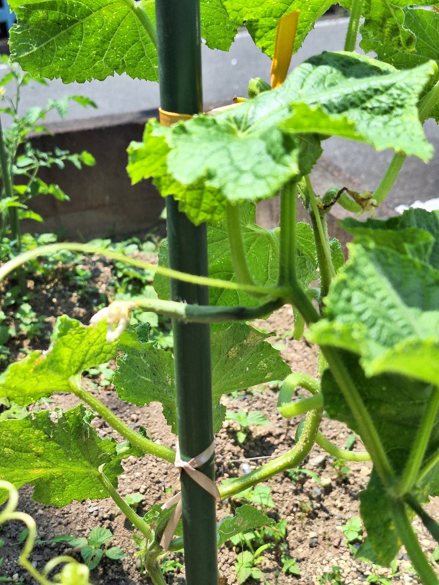 izumin__123's tweet photo. キュウリなってきた🥒 https://t.co/4MPwCQ2Cib