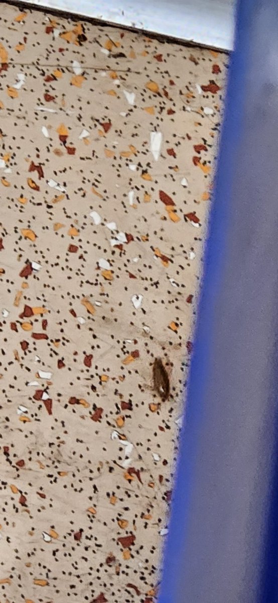 dmpnda's tweet photo. The so-called first class of @RailMinIndia wherein cockroach 🪳 and mosquito 🦟 are your best pals... #durgpuriexpress @18426 PNR No - 6850317440... https://t.co/oGeJ4RkTOU