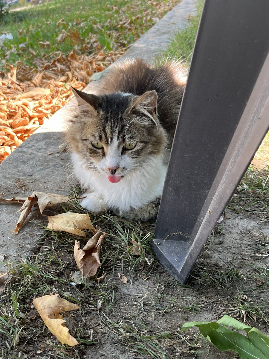 sınavlar sıcaklar felan derken şu şekil köpek olduk