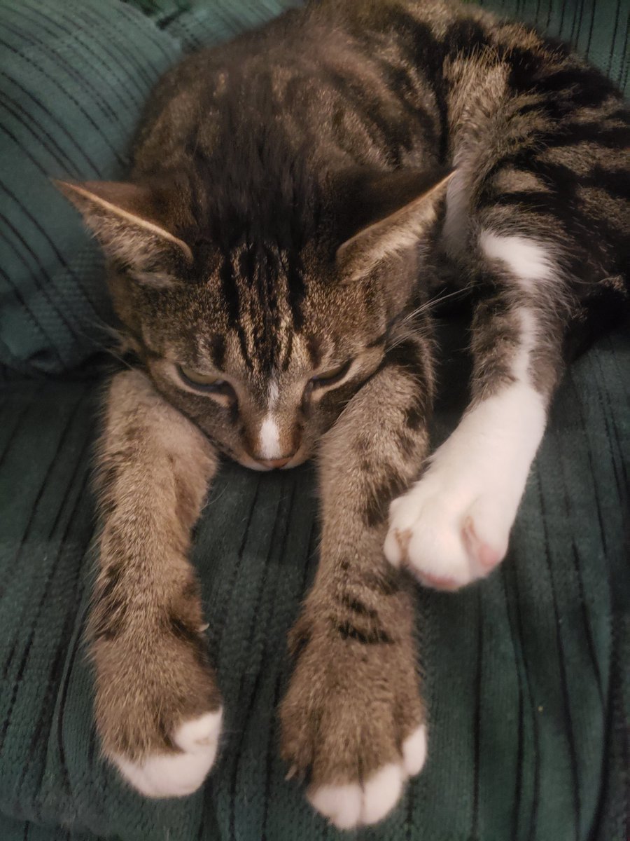 TeamHowe05's tweet image. Channeling my inner cat energy