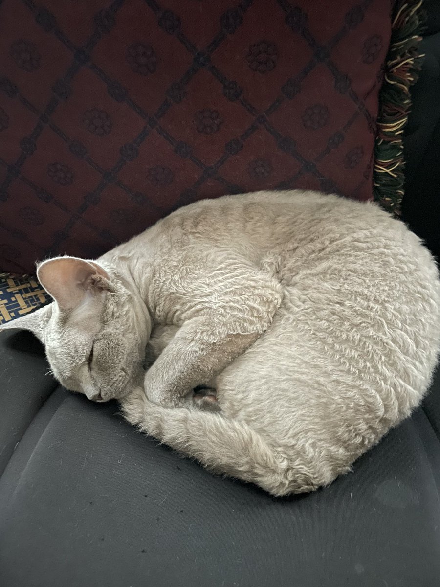 TheRealKurakats's tweet image. kurakats.com 

Beautiful “Luke“ enjoying
his forever home

#devonrexkittens
#catsofinstagram 
#CatsOfTwitter 
#catsoftiktok 
#kittens
#cutekittens