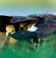 Estaré seguro bajo la cubierta de tus alas.

Sal. 61