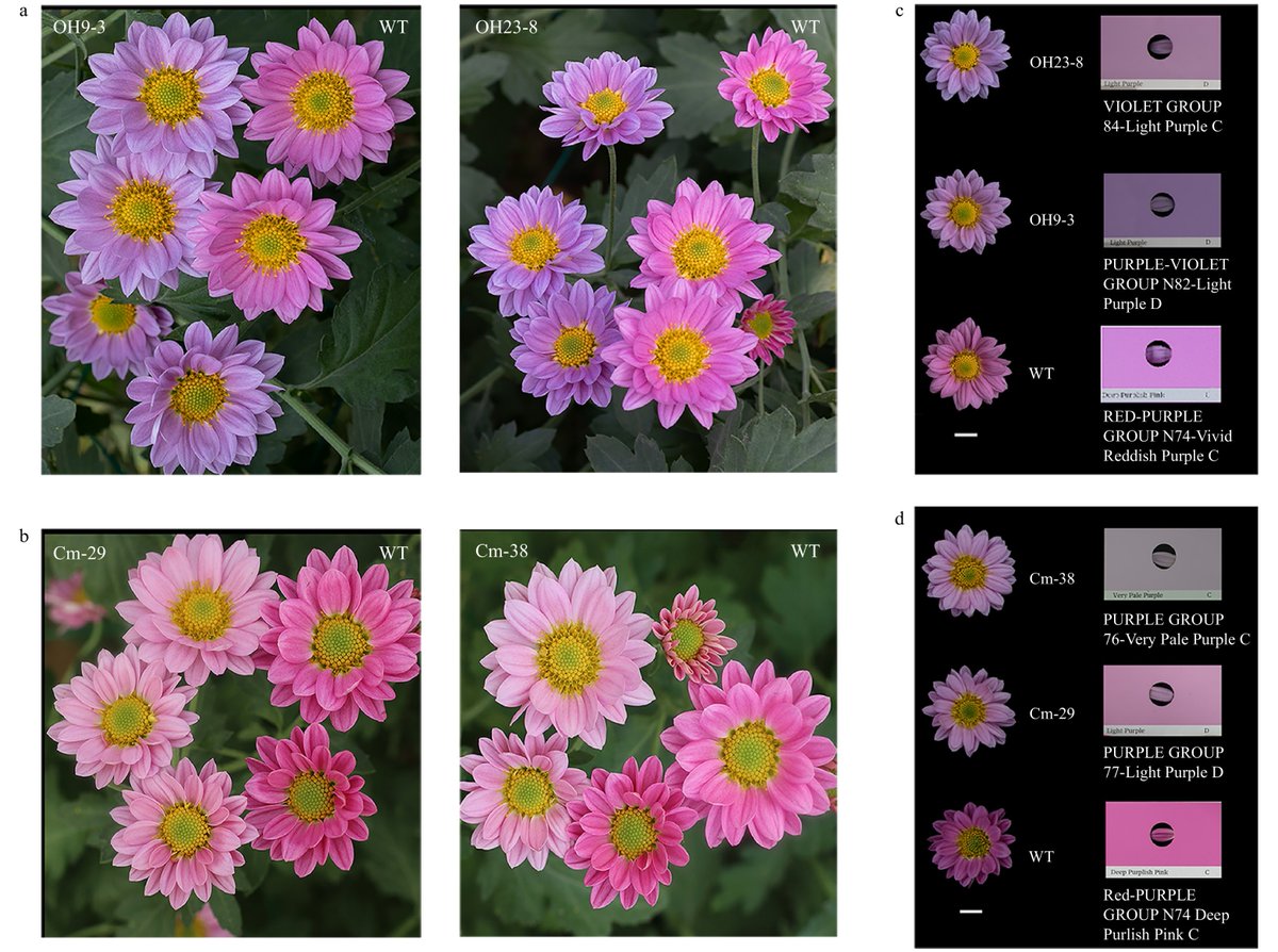 Unlocking the mystery of blue chrysanthemums! By introducing mutant CmF3'H and exogenous OhF3'5'H genes, researchers have successfully enhanced delphinidin synthesis, turning red-purple chrysanthemums into stunning purple-violet ones. #MolecularBreeding maxapress.com/article/doi/10…