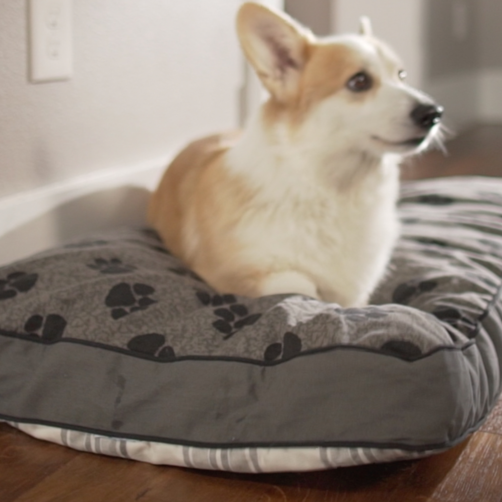 MyPillow on Twitter "Treat your pup to the comfiest spot in the house