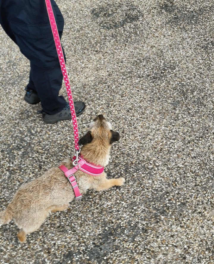 MisHelenEous | Gifts for Home & Hound tweet media