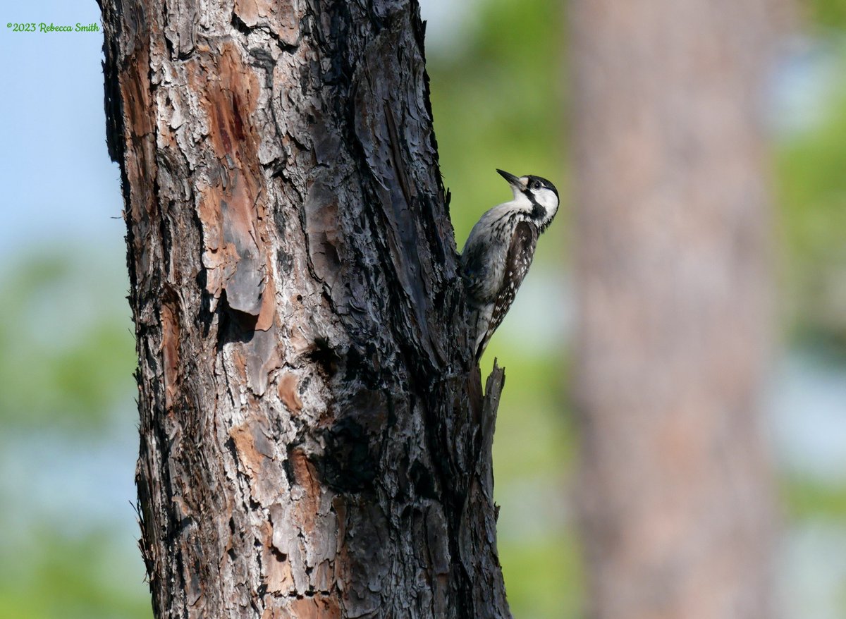 ArchaeopTourx's tweet photo. Our summer birding tour/field trip newsletter is now available on our website: https://t.co/bCz1YGp2UP Check out all the places we go and all the birds you can see with us! Like this endangered Red-cockaded Woodpecker! #birdingtours #birdphotography #worldtravel https://t.co/Q3cLzA1dpv