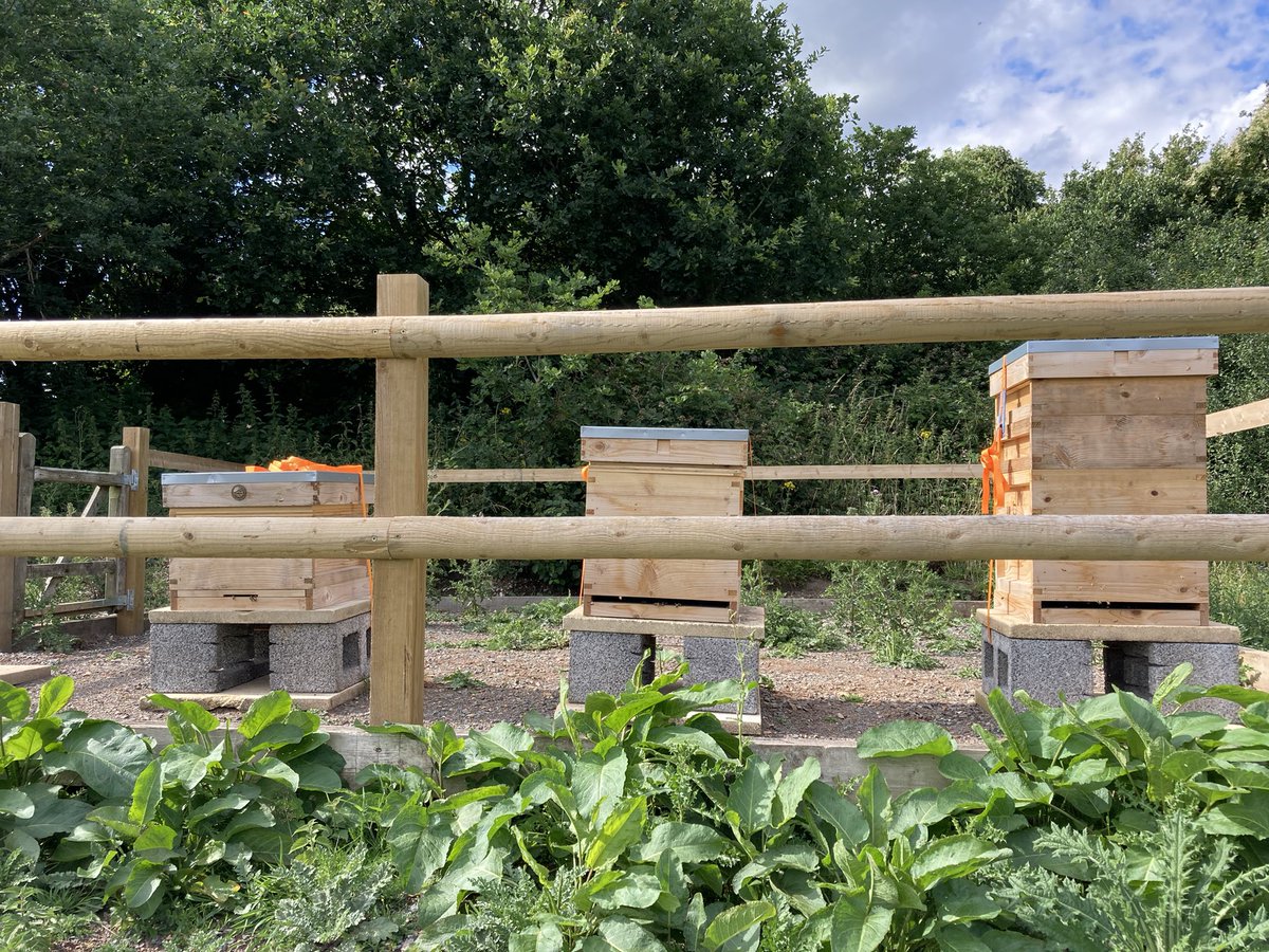 At the apiary this week. 
Hive 1 had another super added as they are making loads of honey
