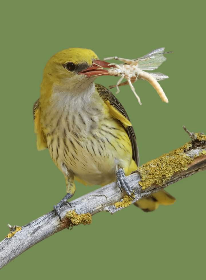 abunasser (@sorkarmoni) on Twitter photo 