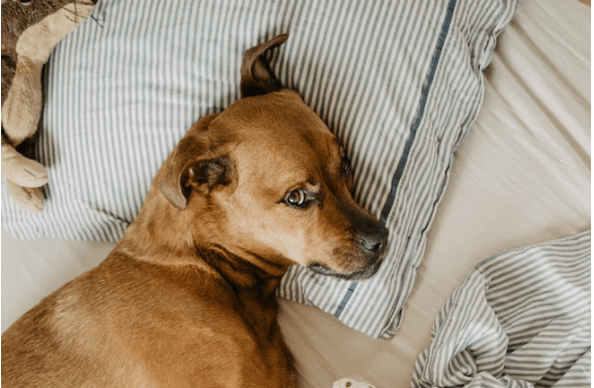 BoTyDogs's tweet photo. It’s eleven o’clock at night. Do you know where your dog is? If you are anything like the group surveyed by the American Kennel Club, your dog is most likely snuggled into your bed. https://t.co/H40AnOLsww