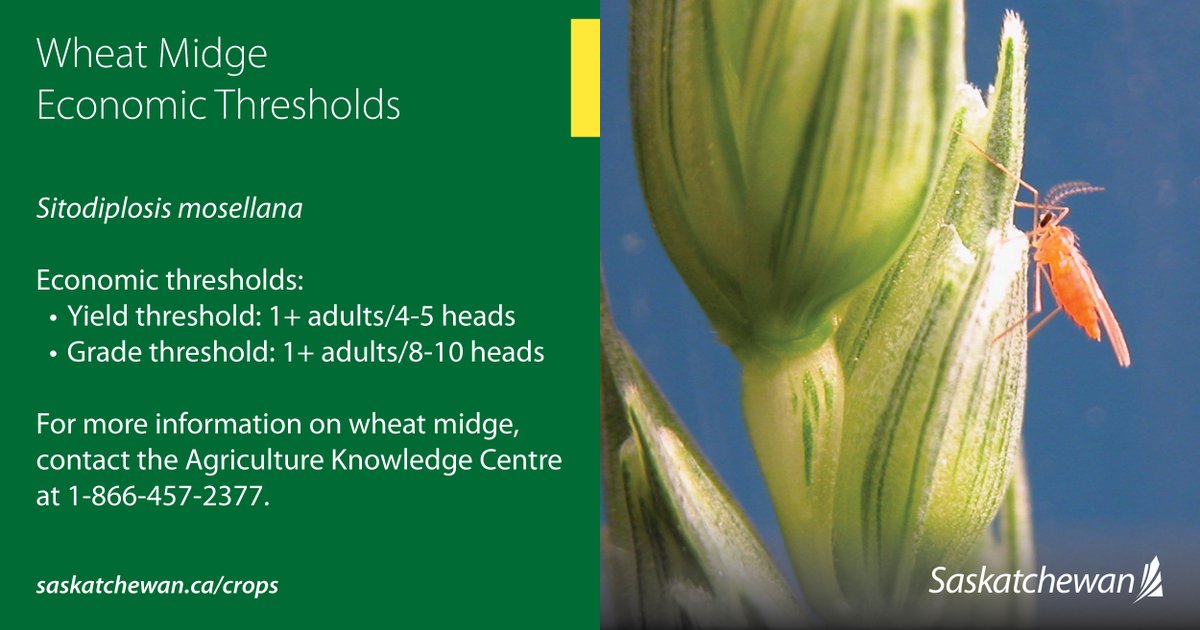Wheat midge are small insects with a big impact on grain quality. Scout your fields and know your economic thresholds to best support your crops quality:

saskatchewan.ca/business/agric… 

#SaskAg