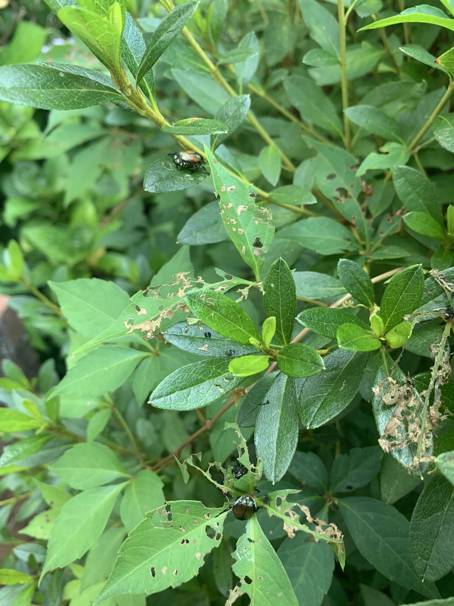 BugDoc_'s tweet image. House hunting in Upstate SC last week - certainly no shortage of Japanese beetles. New home comes with about 15 cicada killers 🙌🏻💃🤓🪲