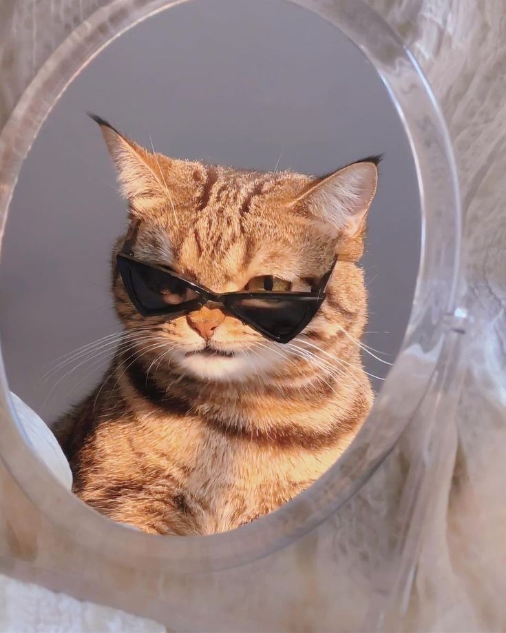 isnotlenaz's tweet image. uma gatinha e o bruce