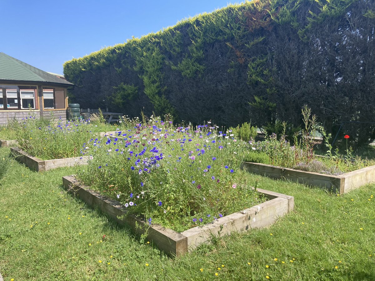 SustainableKings (@sustainableksc) on Twitter photo On the last day of term - it is glorious to see our wildflower beds in wonderful bloom and colour. Happy holidays to all our insects! <a href="/kingschester/">The King's School</a> On the last day of term - it is glorious to see our wildflower beds in wonderful bloom and colour. Happy holidays to all our insects! <a href="/kingschester/">The King's School</a>
