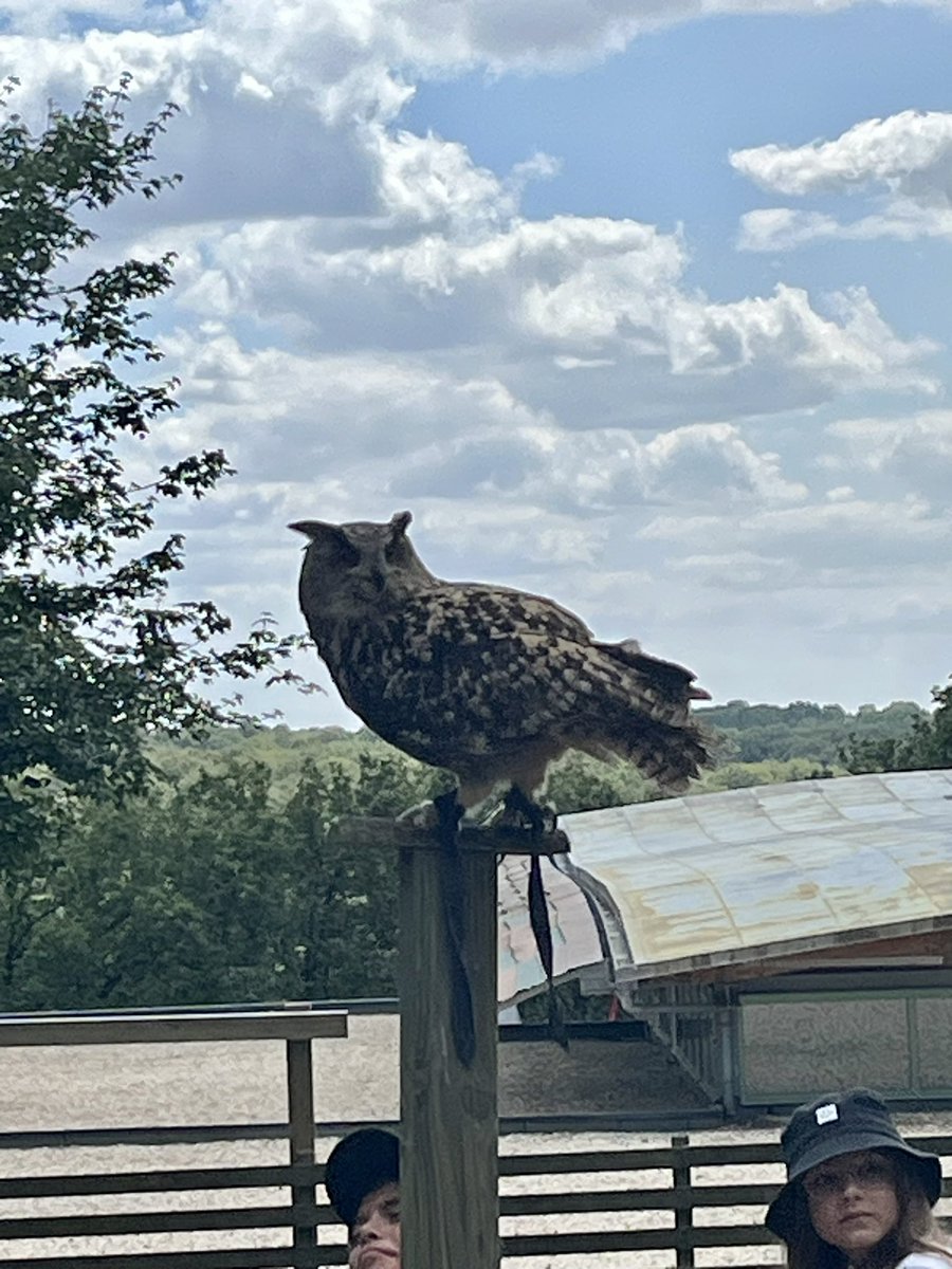 Classe_Agosti's tweet photo. Spectacle des oiseaux https://t.co/MU2RGtOX03