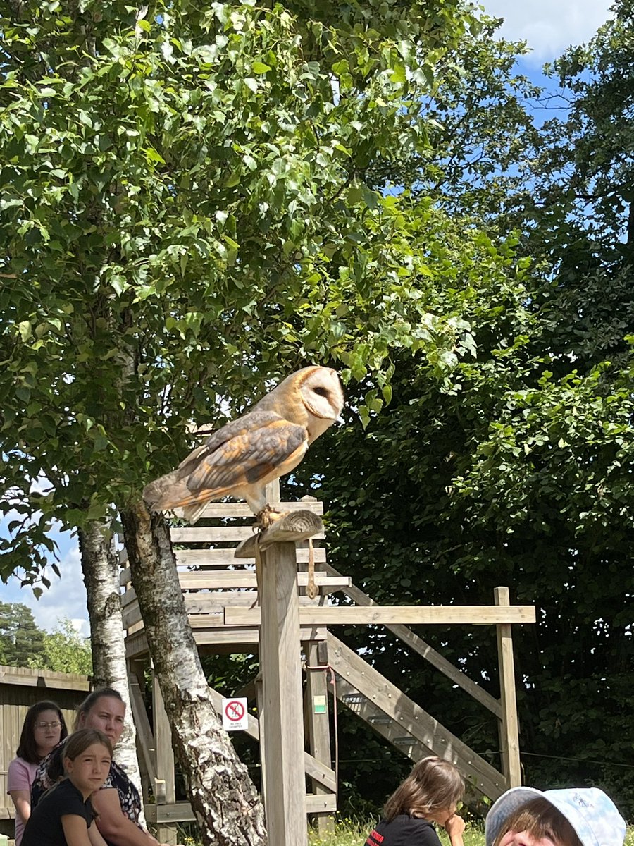 Spectacle des oiseaux