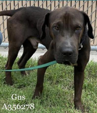 🆘GUS
#A356278
🔥DIES 2morrow 7/7🔥
SHY &amp; APPREHENSIVE
He looks SAD &amp; unloved💔
VERY unsettled🔒in kennel
Age 4 - remains unclaimed🥲
He’s cautious with ppl
Sweet GUS has done NOTHING WRONG
He doesn’t deserve to DIE
Please show GUS you care
Plz #Pledge
⏰ is ticking
CorpusChristi